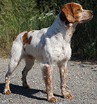epagneul breton